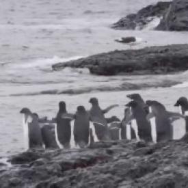 Antarctique, un continent à la dérive